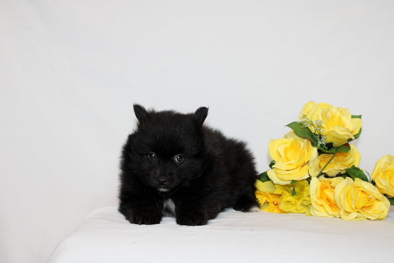 puppy, for, sale, Pomernain, Matthew B. Stoltzfus, dog, breeder, Gap, PA, dog-breeder, puppy-for-sale, forsale, nearby, find, puppyfind, locator, puppylocator, aca